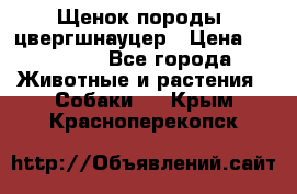 Щенок породы  цвергшнауцер › Цена ­ 30 000 - Все города Животные и растения » Собаки   . Крым,Красноперекопск